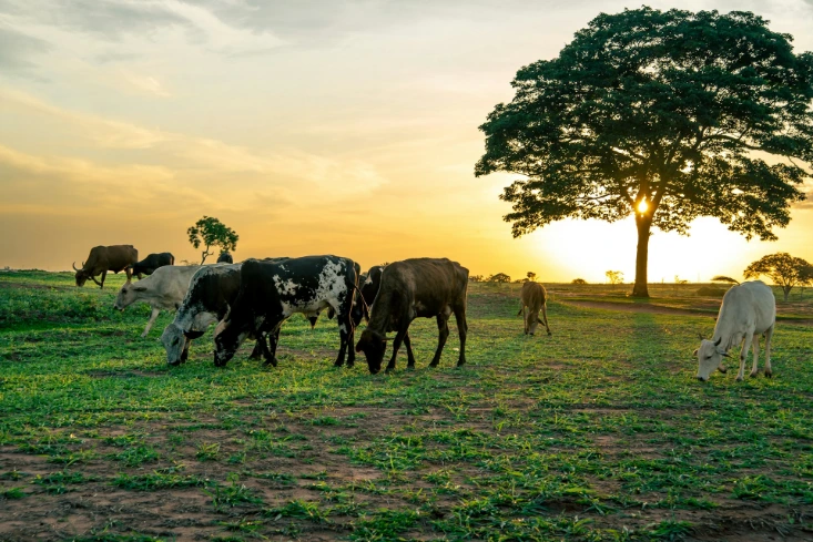 a herd of cattle grazing on a lush green field
